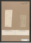 Navicula obliquestriata A.Schum. (de-Toni-Nr.: Genus 1, Species 569) Zeichnungen Sammlung Grunow Nr. 1135 (NHMW-BOT-W0367710)